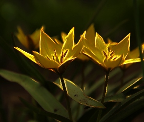 Kwiaty, Fractalius, Tulipany