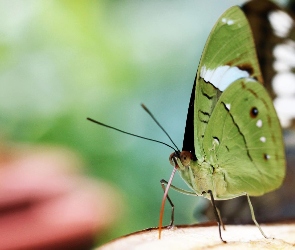 Zielony, Motyl