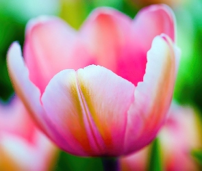 Różowy, Tulipan