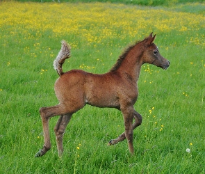Kwiatki, Żółte, Źrebak, Łąka