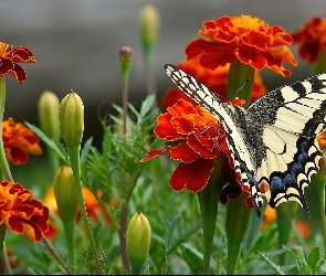 Pomarańczowe, Kwiaty, Aksamitki, Czarny, Motyl, Biało