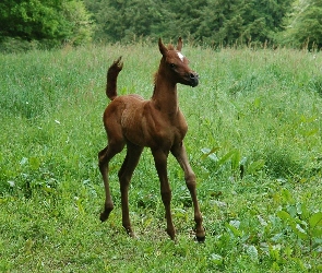 Źrebak, Łąka