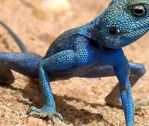 Sinaita, Agama