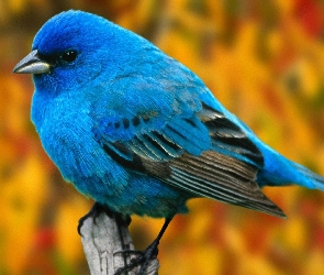 Ptaszek, Niebieski