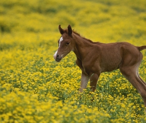 Arabski, Łąka, Konik