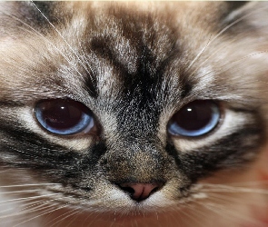 Kociak, Oczy, Niebieskie