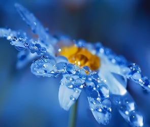 Krople, Deszczu, Tło, Kwiat, Niebieskie, Biały