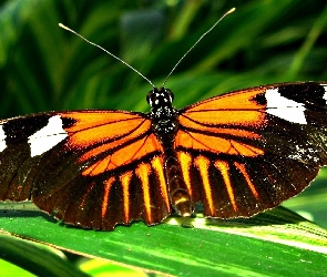 Trawa, Motyl
