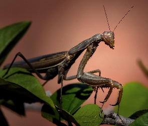 Modliszka, Liście