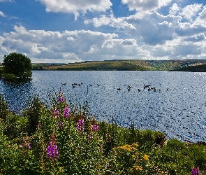 Kwiaty, Polne, Jezioro, Ptaki