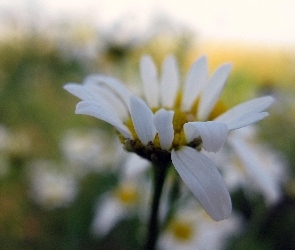 Stokrotka, Biała