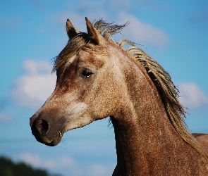 Konia, Niebo, Łeb