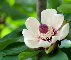 Kwiat, Magnolii