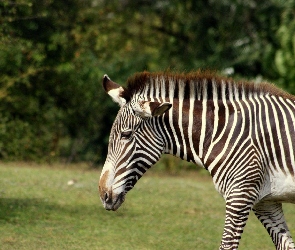 Zebra, Drzewa