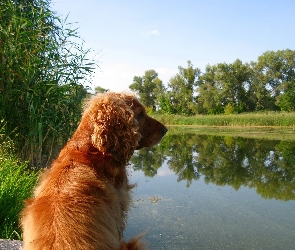 Spaniel, Jeziorko, Cocker