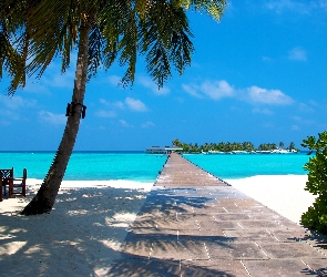 Morze, Malediwy, Palmy, Plaża