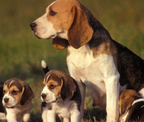 Mama, Szczeniaki, Beagle