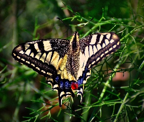 Motyl, Trawa