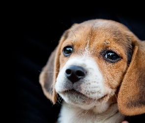 Beagle, Portret