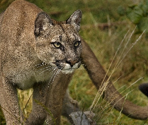 Puma, Wzrok, Drapieżny