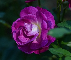 Róża, Fioletowa