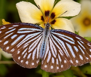Brązowy, Kwiat, Motyl