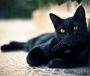 Kot, Czarny, Żółte, Oczy