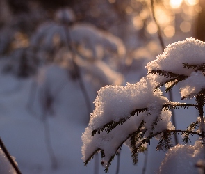 Krzew, Śnieg, Gałązki