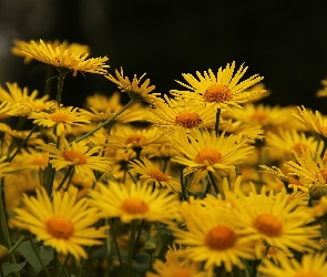 Kwiaty, Omieg, Żółte