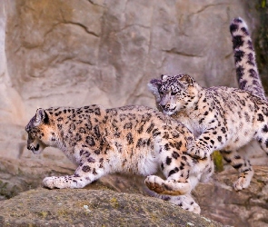 Śnieżne, Leopardy, Irbisy