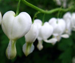 Serduszka, Okazałe