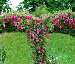 Róże, Drzewa, Ogród
