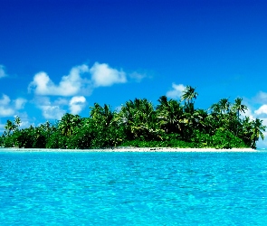 Morze, Malediwy, Palmy, Wyspa