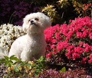 Bichon Frise, Kwiatki
