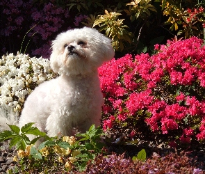 Kwiatki, Bichon Frise