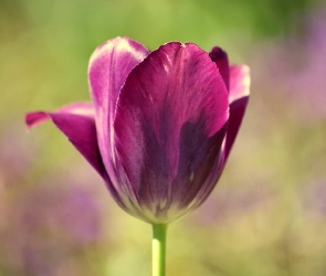 Tulipan, Fioletowy