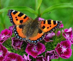 Motyl, Kwiatki, Pokrzywnik, Różowe, Rusałka