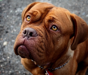 Zapatrzony, Dog