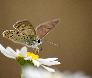 Stokrotka, Motyl