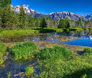 Góry, Szuwary, Jezioro, Las