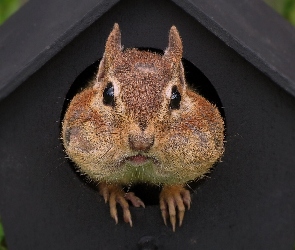 Karmnik, Chipmunk