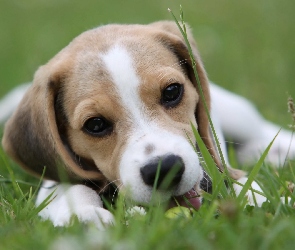 Beagle, Trawa