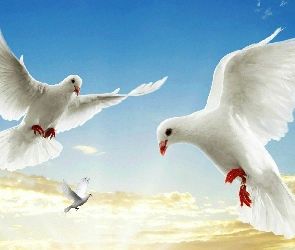 Gołębie, Niebo, Białe