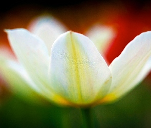 Biały, Tulipan, Rozkwitnięty