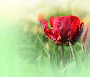 Czerwony, Tulipan, Postrzępiony
