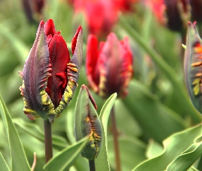 Czerwone, Tulipany