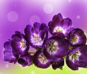 Fioletowe, Tulipany