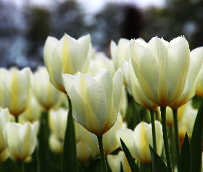 Tulipany