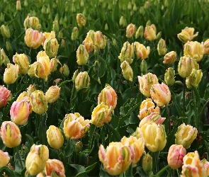 Różowe, Tulipany, Żółte