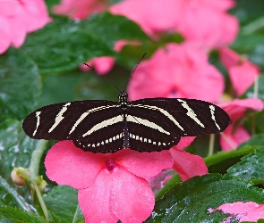 Motyl, Niecierpek, kwiat